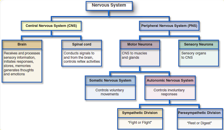 autonomic-nervous-system