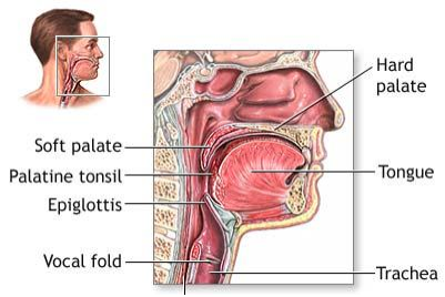 palate