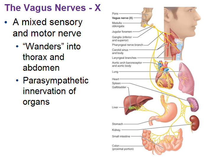 Visceral Supply