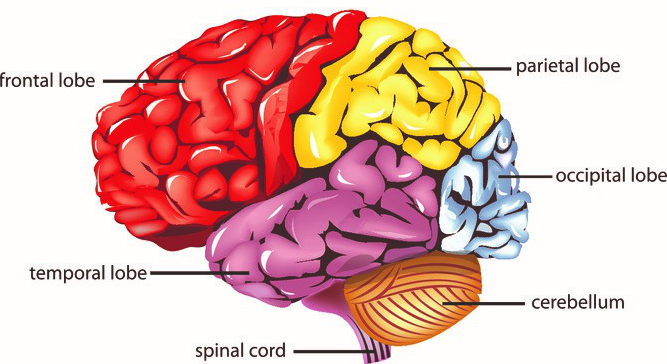 Control Brain through Breath in Fibromyalgia