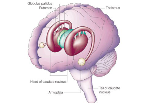 Amygdala