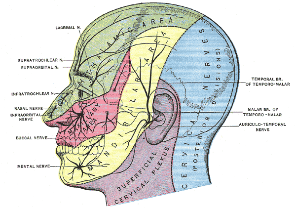 Trigeminal